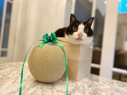 マスクメロンとチェロちゃん。箱の中からひょっこり。