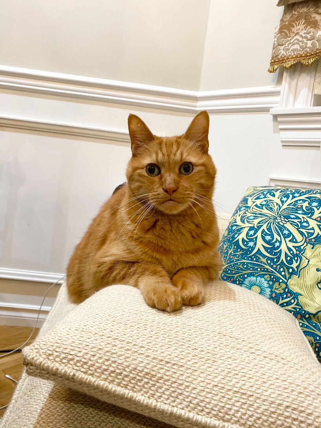 威厳のあるお顔のプリンちゃん。