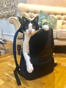 リュックからひょっこりチェロちゃん。