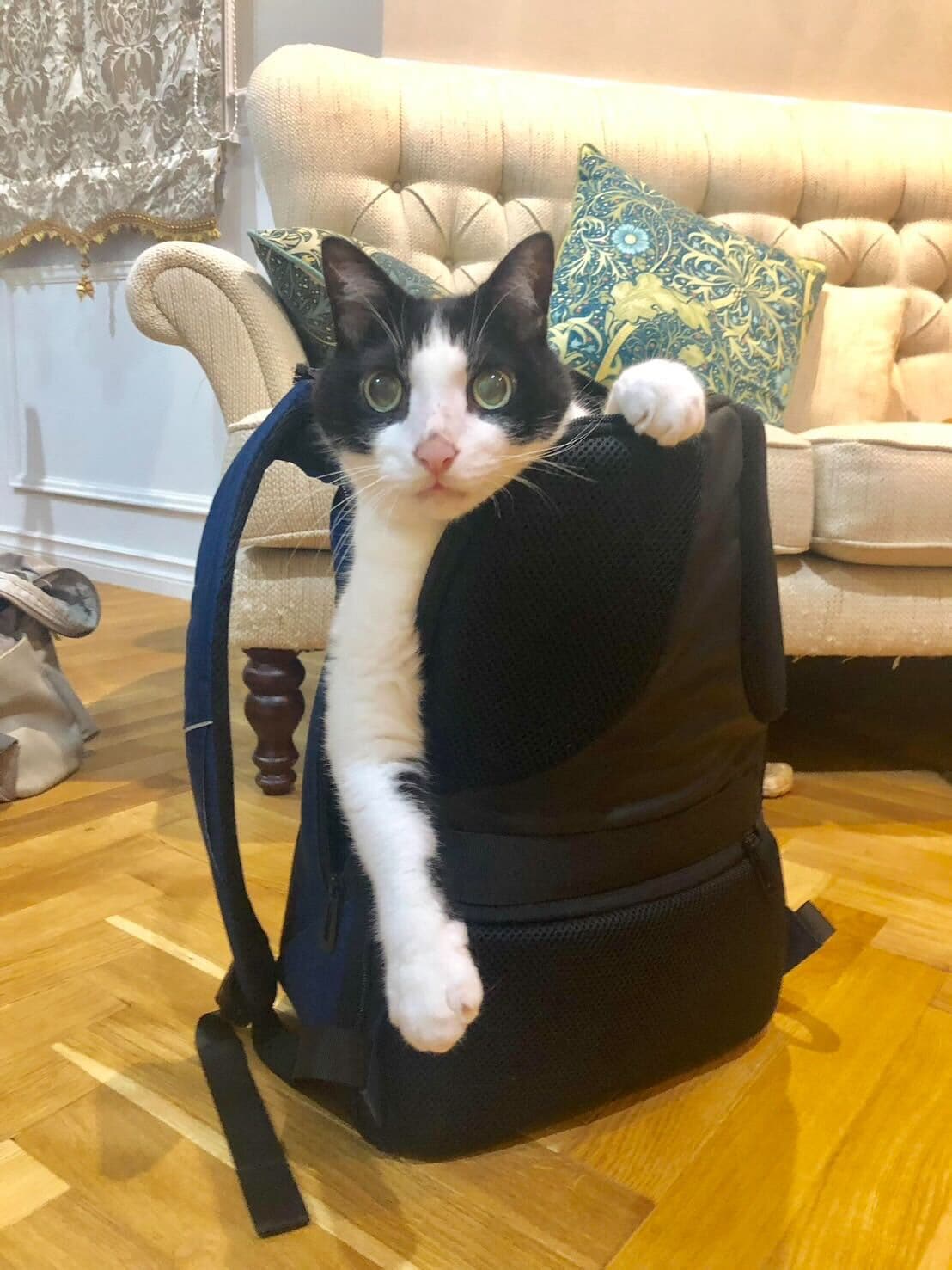 リュックからひょっこりチェロちゃん。