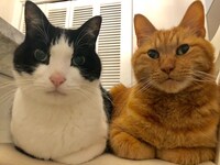 ハチワレのチェロちゃんは16歳、茶トラのプリンちゃんは17歳。