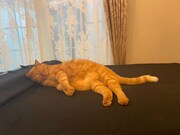 グランドピアノの上で眠るプリンちゃん。