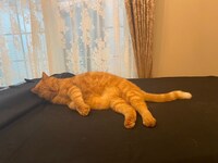 グランドピアノの上で眠るプリンちゃん。