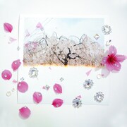 永原真夏「花爛漫」ジャケット