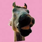 ザ・ハイロウズ「Do!! The★MUSTANG」ジャケット