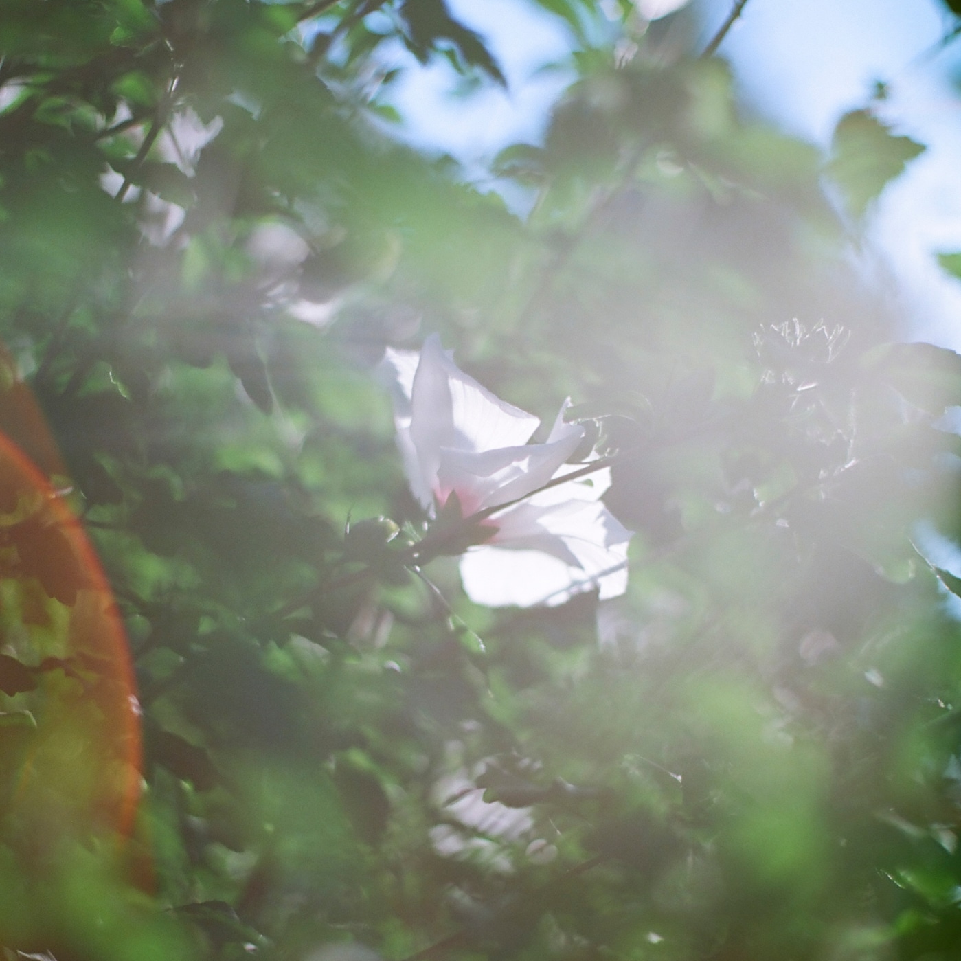 STUTSと大貫妙子「おはよう」ジャケット