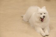 あくびするサモエド。