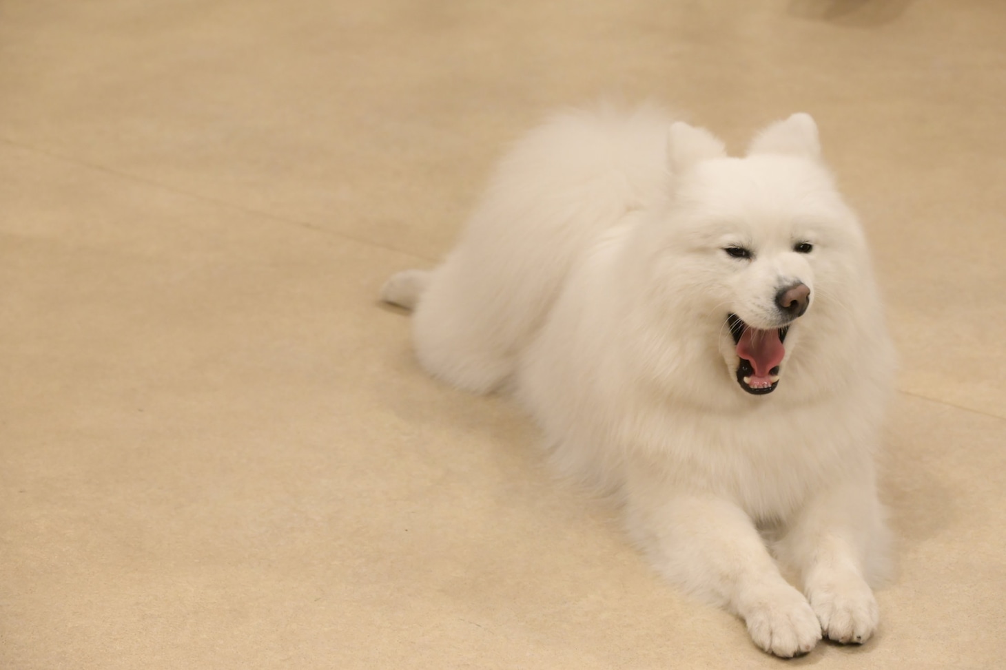 あくびするサモエド。