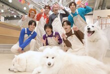 手前からサモエド、超特急。