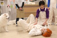 タカシと戯れるリョウガと、その様子を見に来たサモエド（左）。