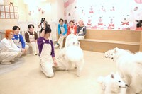 サモエドとふれあおうとするリョウガ（中央）。