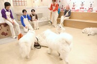 サモエドになりきるタカシの所に集まるサモエド。