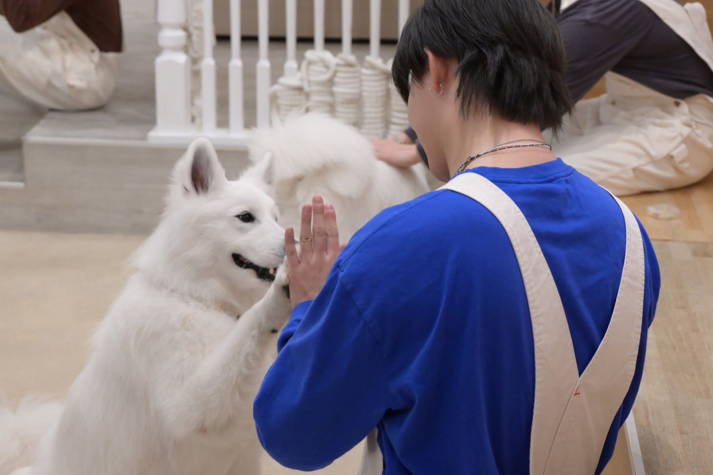 サモエドとカイ。