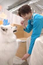 サモエドとアロハ。