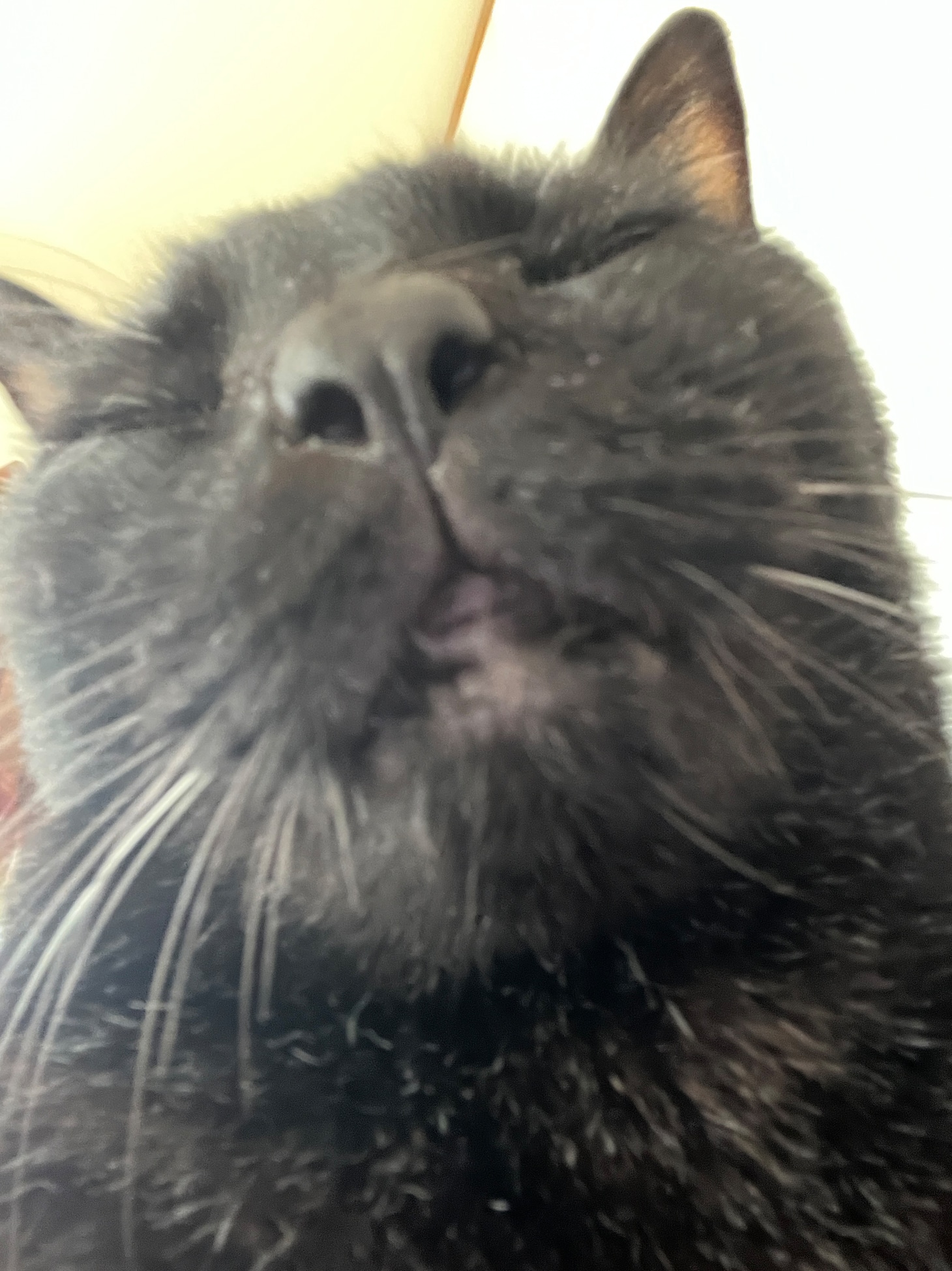 きりんちゃんのドアップ。