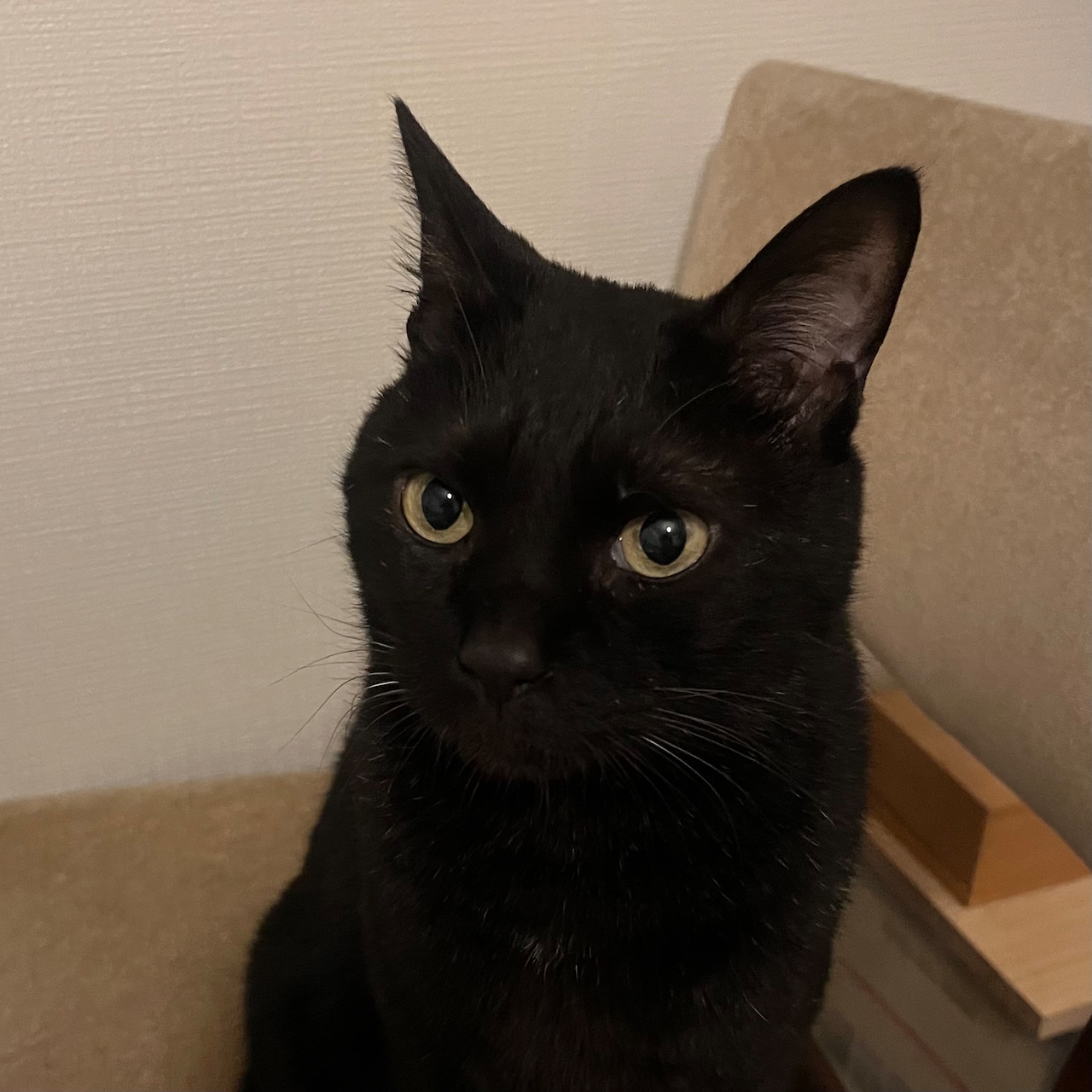 凛とした表情のきりんちゃん。