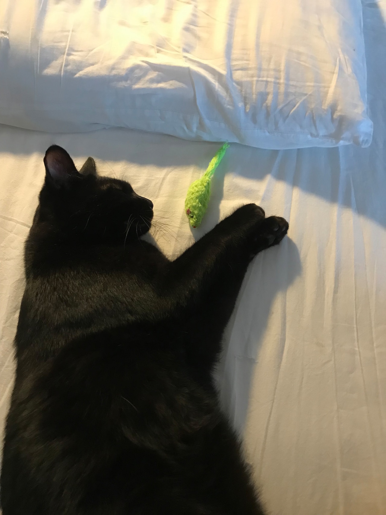 お気に入りのおもちゃで遊ぶきりんちゃん。