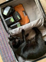 角銅がライブで使う楽器のパッキング中にキャリーに入るきりんちゃん。