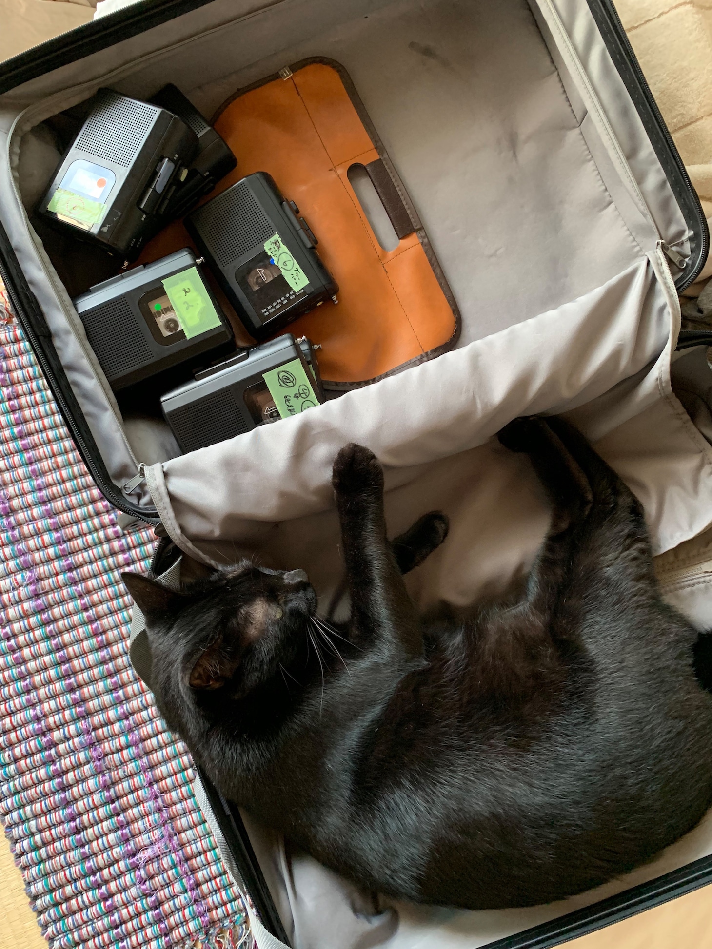 角銅がライブで使う楽器のパッキング中にキャリーに入るきりんちゃん。