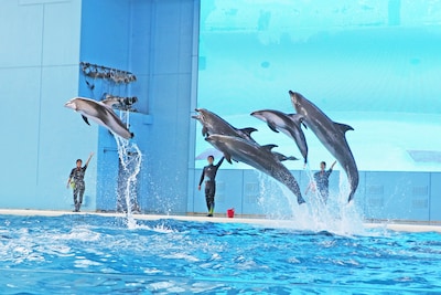 「Animal Life Live!」イメージ