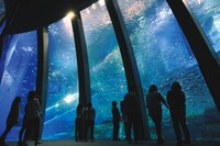 「スーパーイワシイリュージョン」イメージ