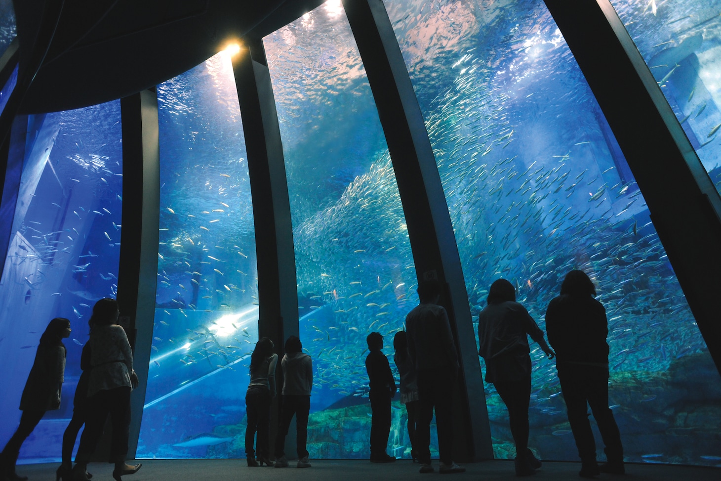 「スーパーイワシイリュージョン」イメージ