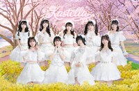 かすみ草とステラ