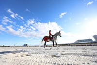 船橋競馬場で誘導馬を務めるミューチャリー。