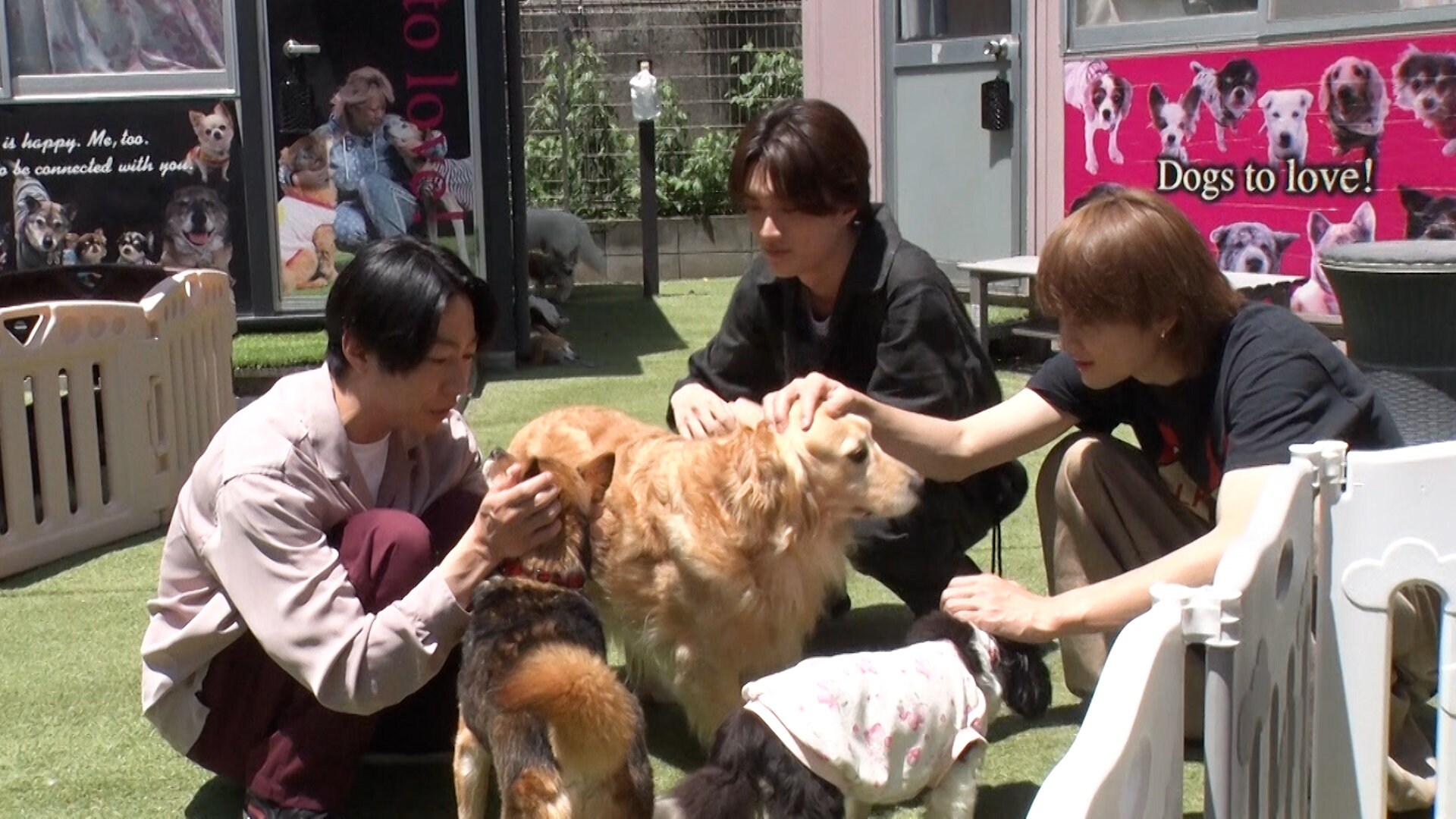 M!LK佐野勇斗＆山中柔太朗が“師匠”相葉雅紀と長崎で保護犬トリミング