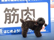 「筋肉」のパネルの前のエルちゃん。