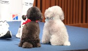 自主的にお座りをするアルちゃん＆エルちゃん。