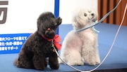 西川から目を離さないアルちゃん＆エルちゃん。