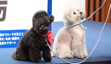 西川貴教が愛犬アルちゃん＆エルちゃんと会見に登場「デレデレしてすみません（笑）」