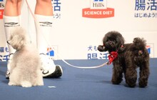 西川貴教が愛犬アルちゃん＆エルちゃんと会見に登場「デレデレしてすみません（笑）」