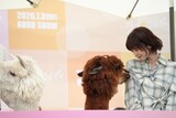 くるみに懐かれる長濱ねる（右）。