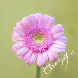 川上千尋「ゼロから咲く」ジャケット