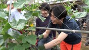 きゅうりを収穫する栗原はるみ、相葉雅紀。©テレビ朝日