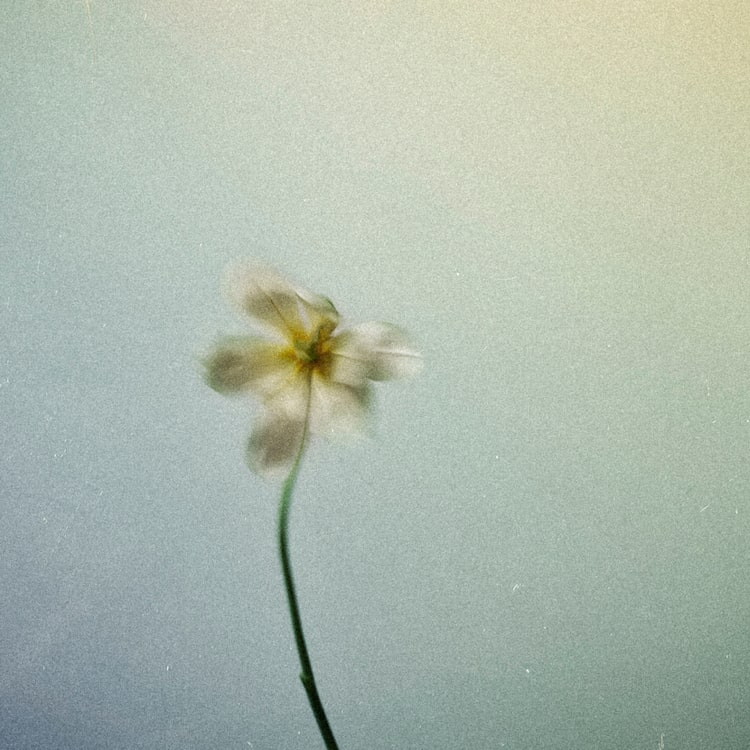 Nao Yoshioka「Shelter」配信ジャケット