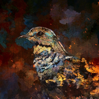 米津玄師「夜鷹」ジャケット（Illustration by 米津玄師）
