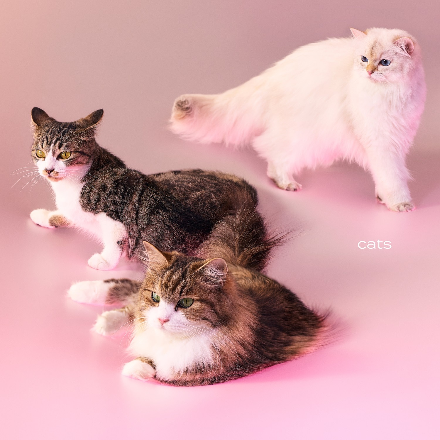 My Hair is Badがニューアルバム「cats」リリース、来年アリーナ8公演