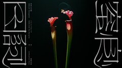 長谷川白紙の新曲「窒息日記」配信＆MV公開、細井徳太郎のガットギターをフィーチャー