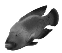 ポスターやオフィシャルサイトなどに登場する魚。