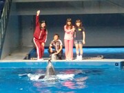 イルカに合図を送るQ太郎。最初は失敗するも、2回目からはテールウォークなどの芸を披露させることに成功した。