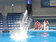 最後にはQ太郎の合図で見事なスピンジャンプを披露したイルカ。会場からは大きな拍手が沸き起こった。