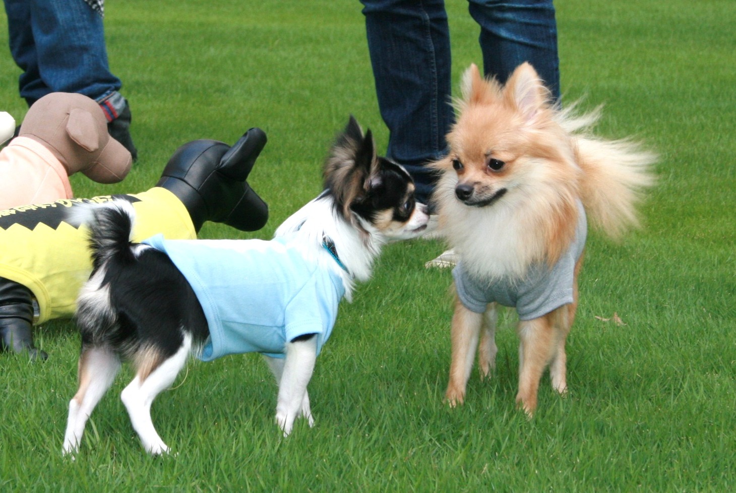 取材の合間をぬって戯れる犬。