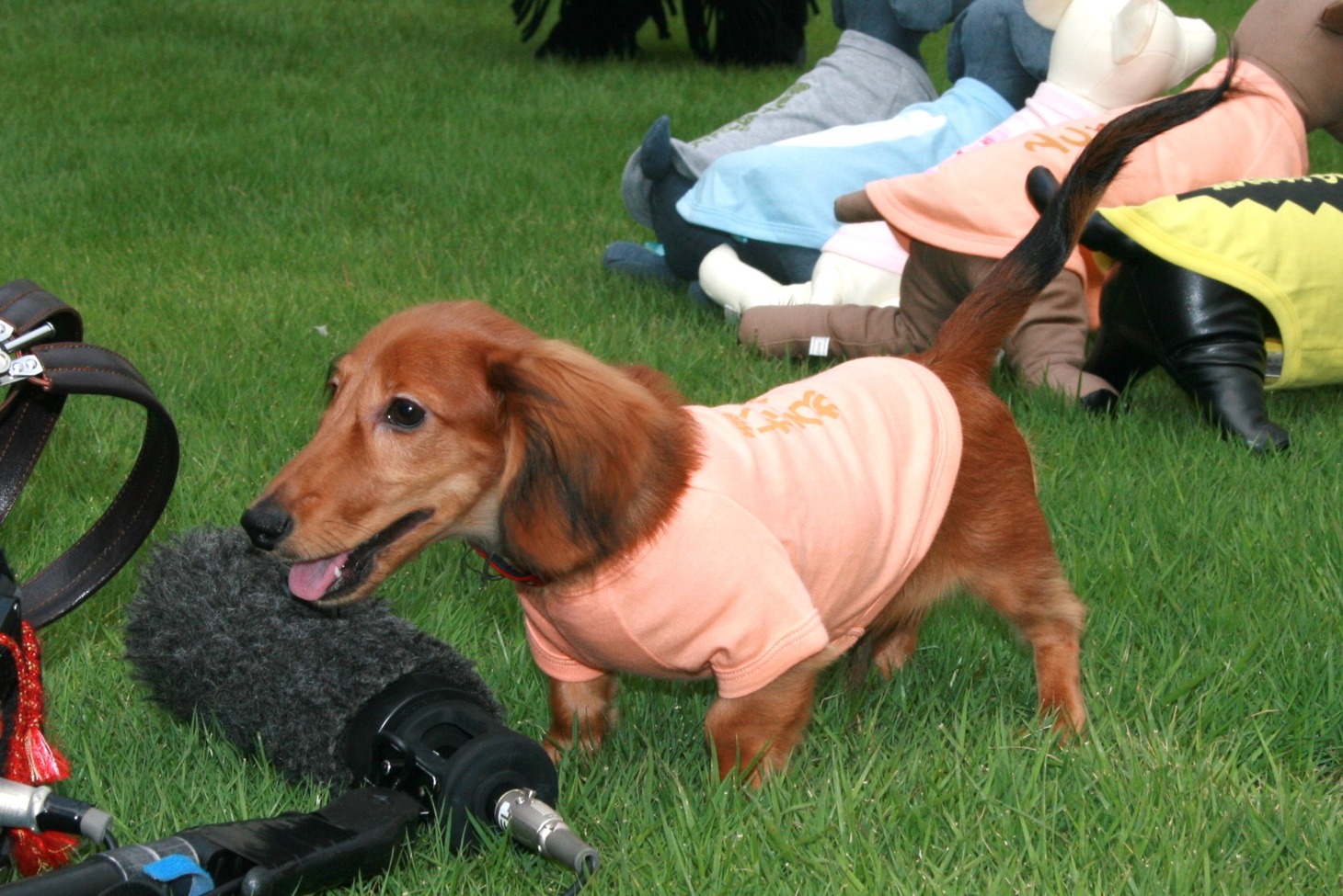 カメラに興味津々の犬。