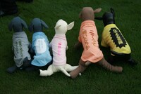 「千原ジュニアのお犬様Tシャツ」5種類の見本。