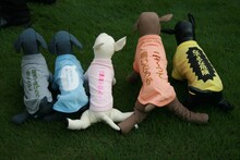 「千原ジュニアのお犬様Tシャツ」5種類の見本。