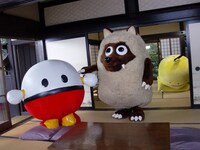 座敷で遊ぶウルフィ、ぽるぽる、ココマル。