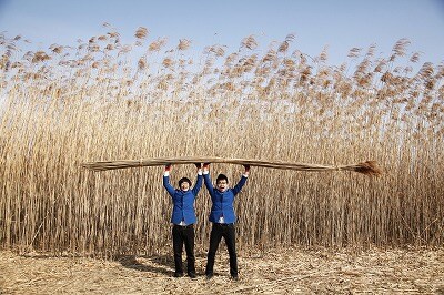 WEBサイト「エコレゾ ウェブ」にて、「よしもと芸人・銀シャリの、『ヨシきたッ！刈ったれ！』体験記」に登場している銀シャリ。ヨシ刈り体験した後の、鰻、橋本の手書きコメントをお見逃しなく。(C)エコレゾ ウェブ
